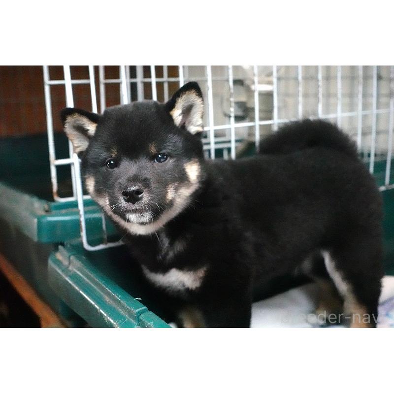 成約済の愛知県の柴犬-408145の3枚目