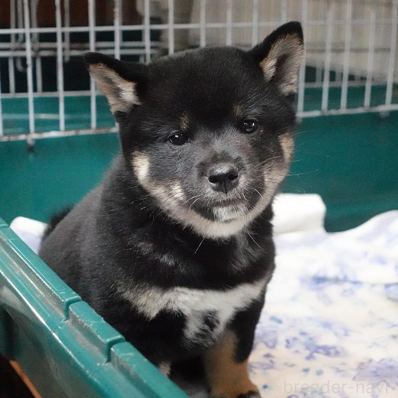 成約済の愛知県の柴犬-408145の2枚目