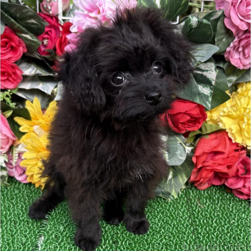 成約済の東京都のミックス犬-402448の10枚目