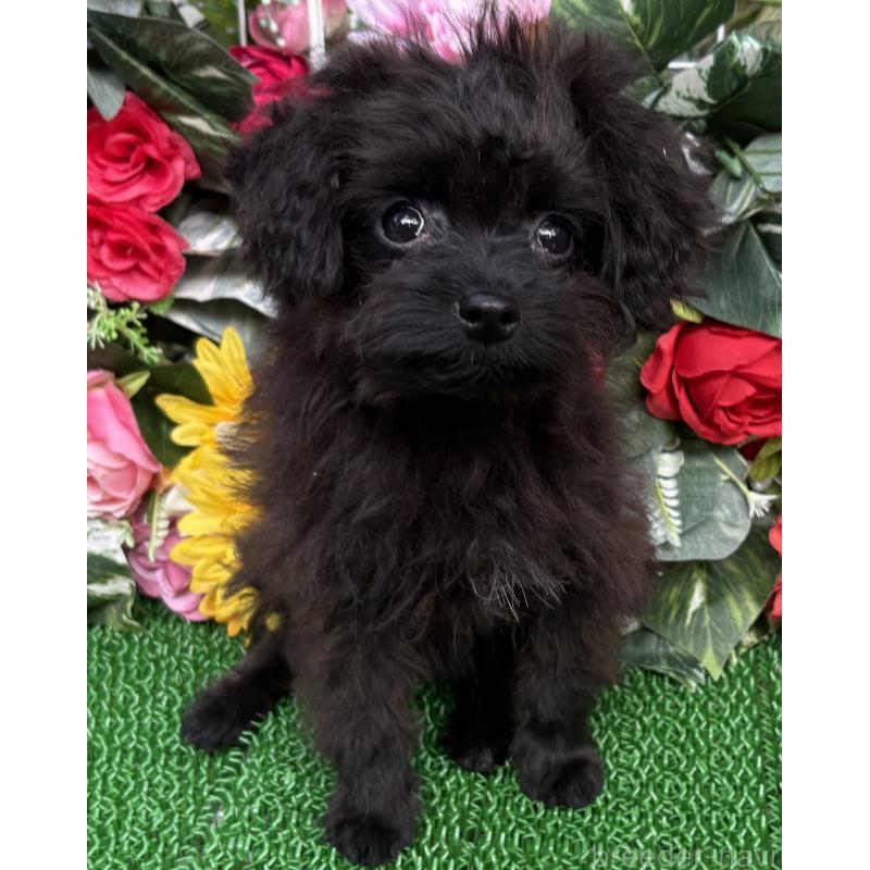 成約済の東京都のミックス犬-402448の9枚目
