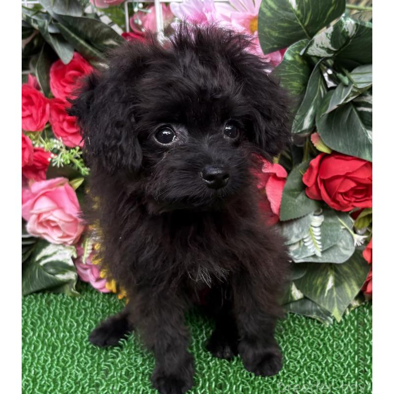 成約済の東京都のミックス犬-402448の8枚目