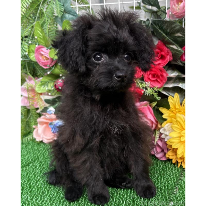 成約済の東京都のミックス犬-402448の7枚目
