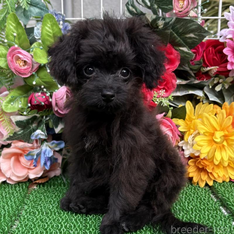 成約済の東京都のミックス犬-402448の5枚目