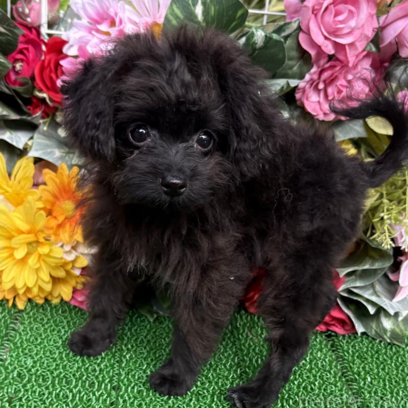 成約済の東京都のミックス犬-402448の4枚目