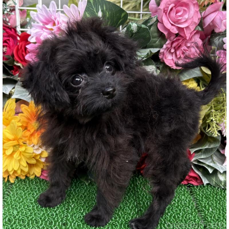 成約済の東京都のミックス犬-402448の2枚目