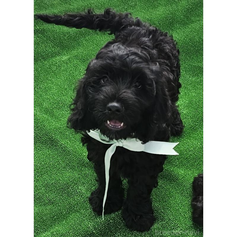 販売中の岩手県のミックス犬-410977