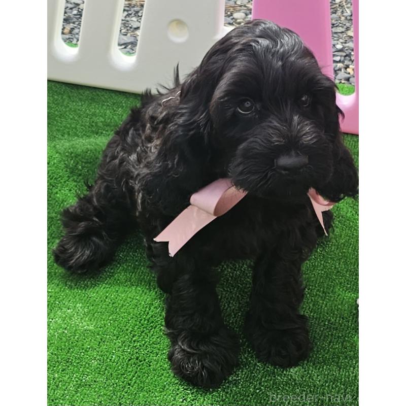 販売中の岩手県のミックス犬-410979