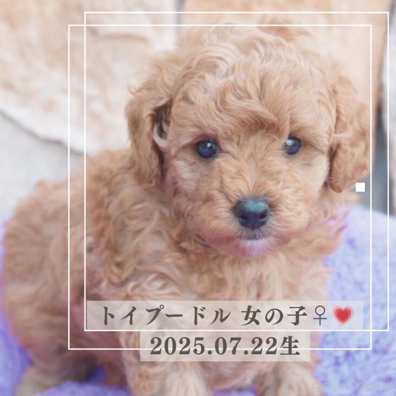 販売中の愛知県のトイプードル-413054の1枚目