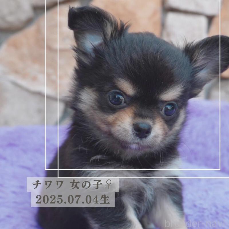 販売中の愛知県のチワワ(ロングコート)-409143