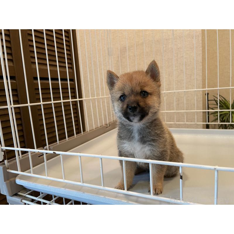 販売中の兵庫県の豆柴-413066の5枚目