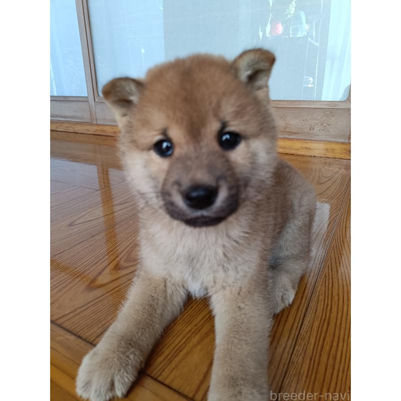販売中の岩手県の柴犬-413059の5枚目