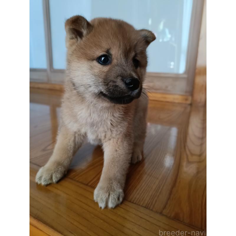 販売中の岩手県の柴犬-413059の4枚目