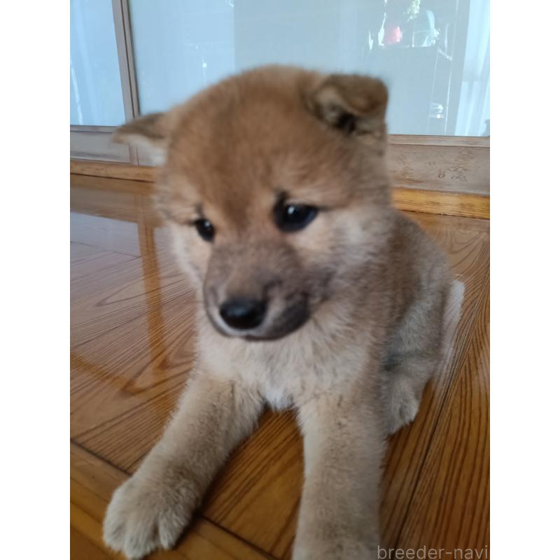 販売中の岩手県の柴犬-413059の3枚目