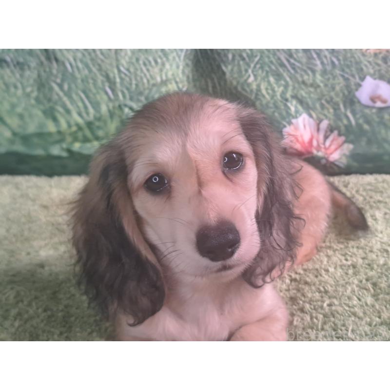 販売中の愛知県のミニチュアダックスフンド(ロングヘアード)-403750