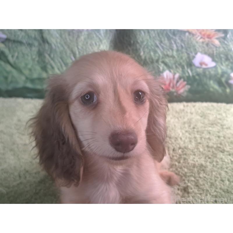 販売中の愛知県のミニチュアダックスフンド(ロングヘアード)-403759の5枚目