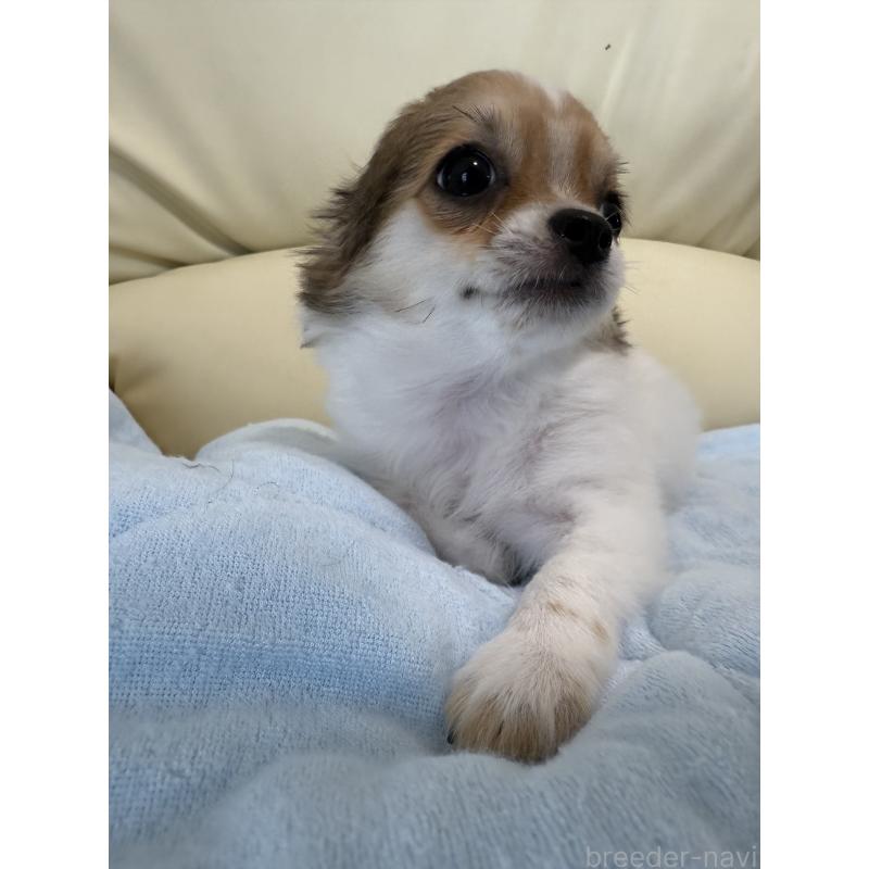 成約済の高知県のチワワ(ロングコート)-401558の2枚目