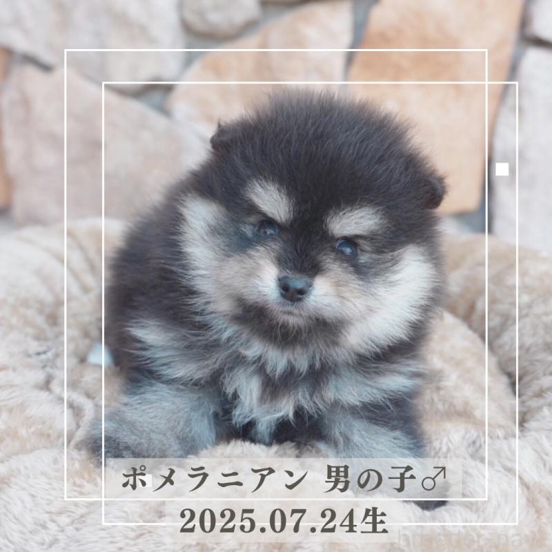 販売中の愛知県のポメラニアン-413098の1枚目