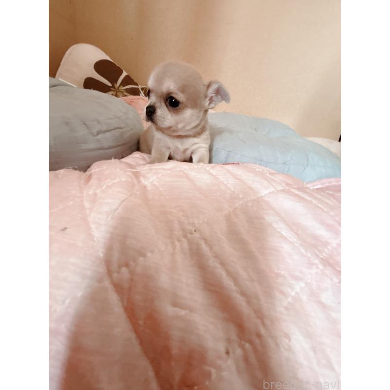 成約済の香川県のチワワ(スムースコート)-411404の2枚目