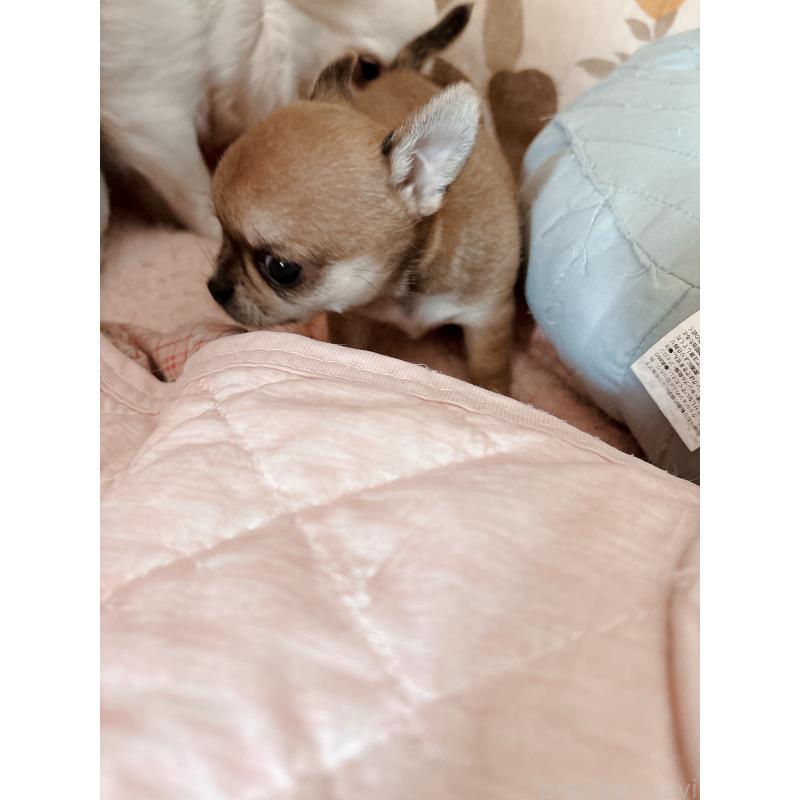 成約済の香川県のチワワ(スムースコート)-411405の5枚目