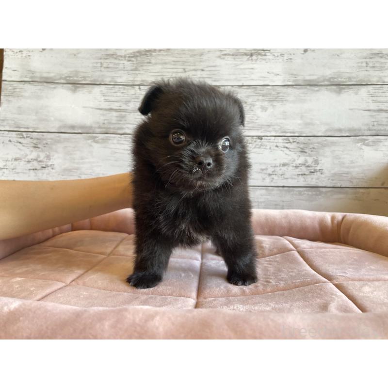 成約済の北海道のポメチワ:ポメラニアン×チワワ-410115の6枚目