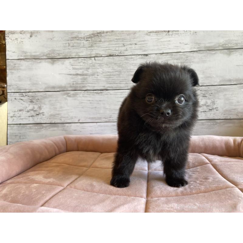 成約済の北海道のポメチワ:ポメラニアン×チワワ-410115の5枚目