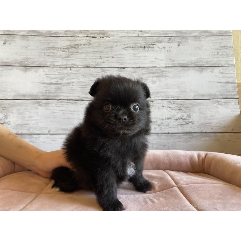 成約済の北海道のポメチワ:ポメラニアン×チワワ-410115の4枚目