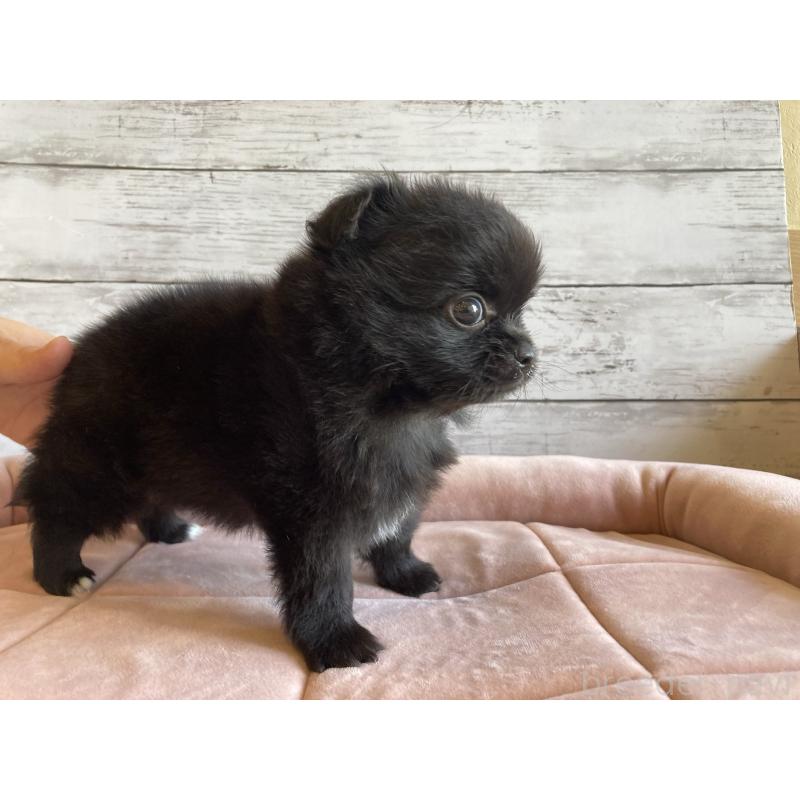 成約済の北海道のポメチワ:ポメラニアン×チワワ-410115の3枚目