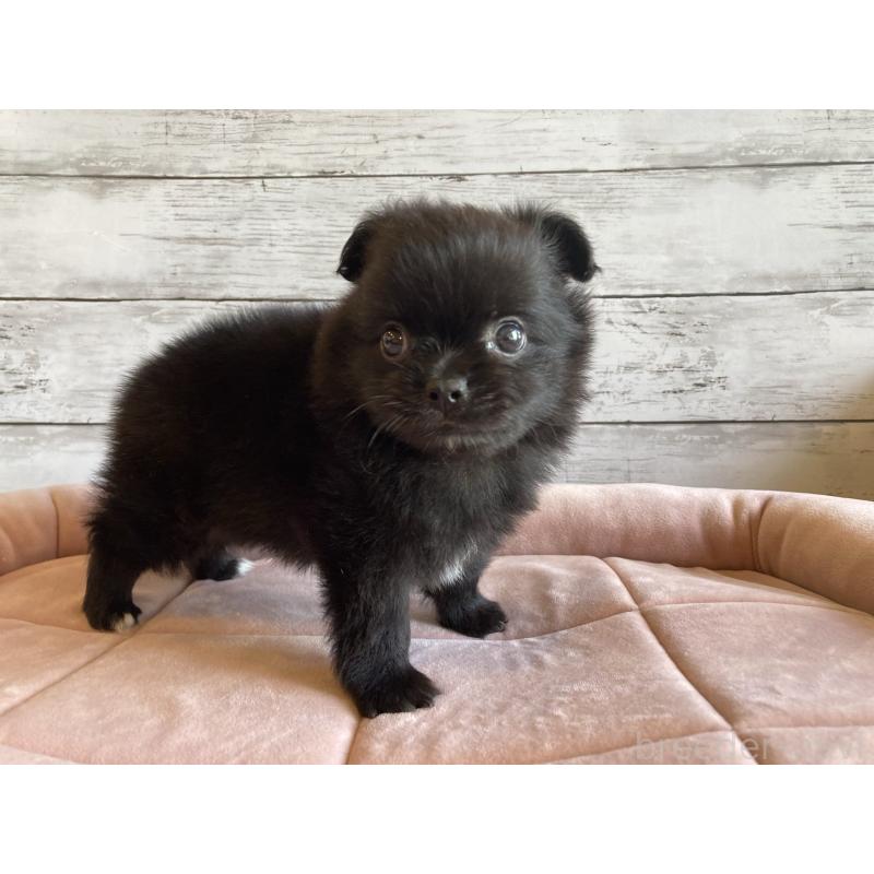 成約済の北海道のポメチワ:ポメラニアン×チワワ-410115の2枚目