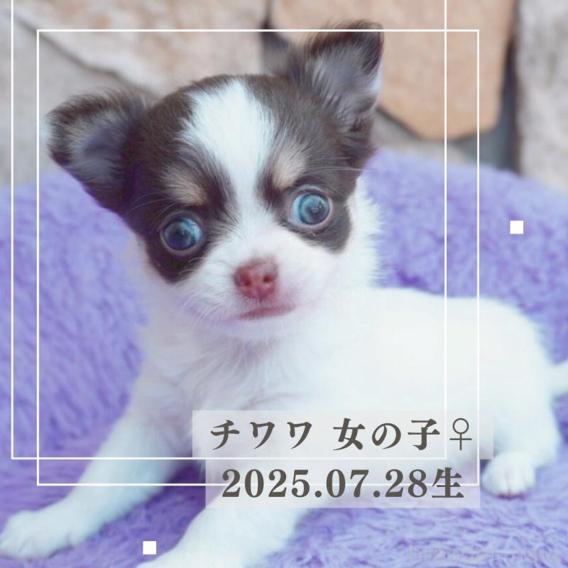 販売中の愛知県のチワワ(ロングコート)-413099の1枚目