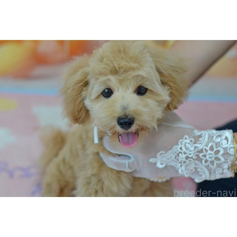 販売中の埼玉県のミックス犬-392914の3枚目