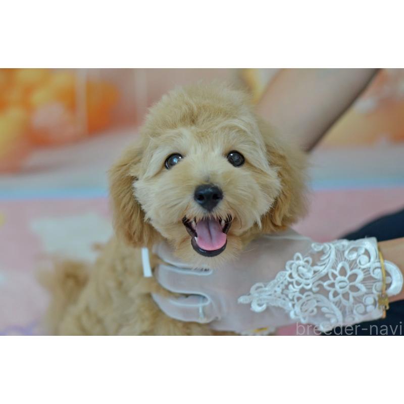 販売中の埼玉県のミックス犬-392914の2枚目