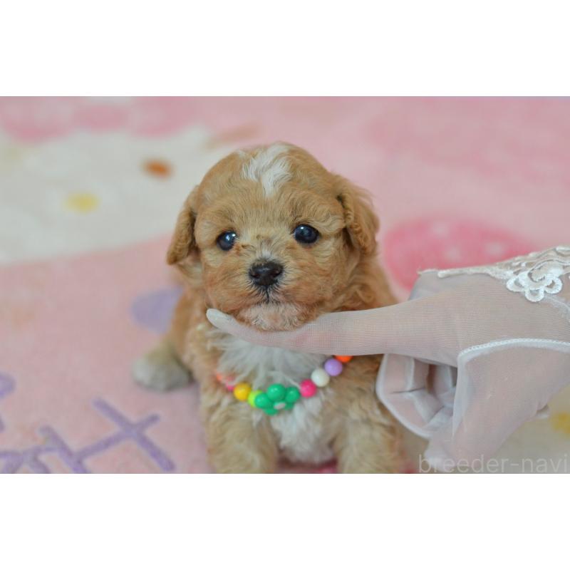 販売中の埼玉県のミックス犬-413125の5枚目