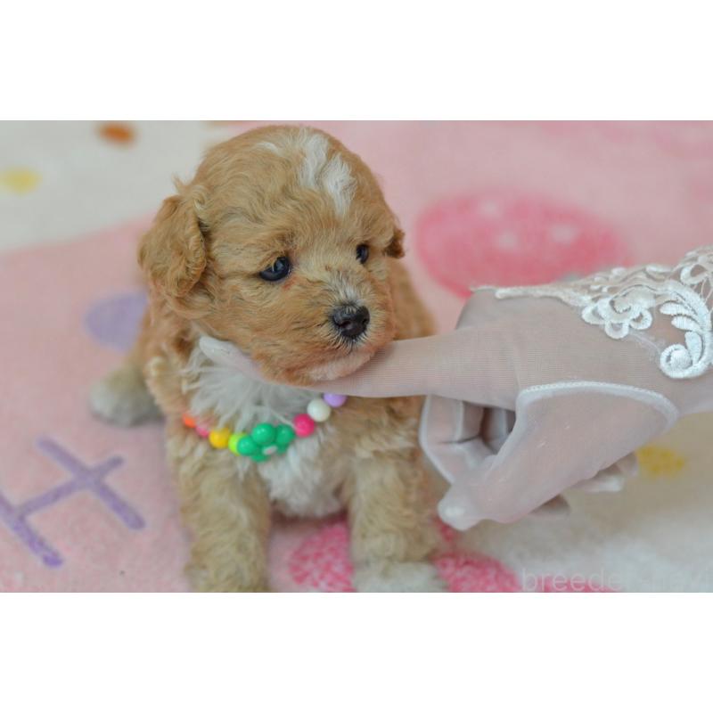 販売中の埼玉県のミックス犬-413125の4枚目