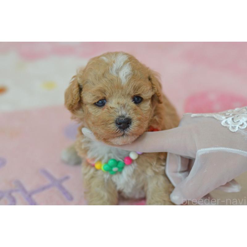 販売中の埼玉県のミックス犬-413125の3枚目