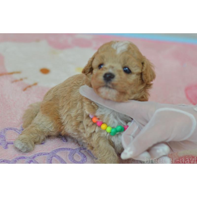 販売中の埼玉県のミックス犬-413125の2枚目
