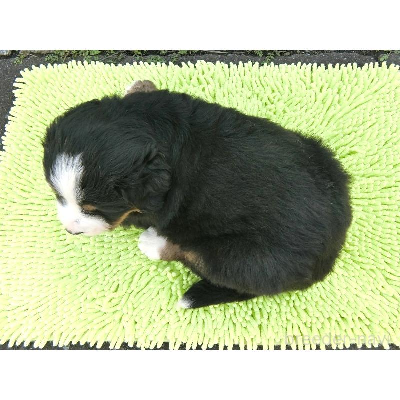 販売中の北海道のバーニーズマウンテンドッグ-413133の5枚目