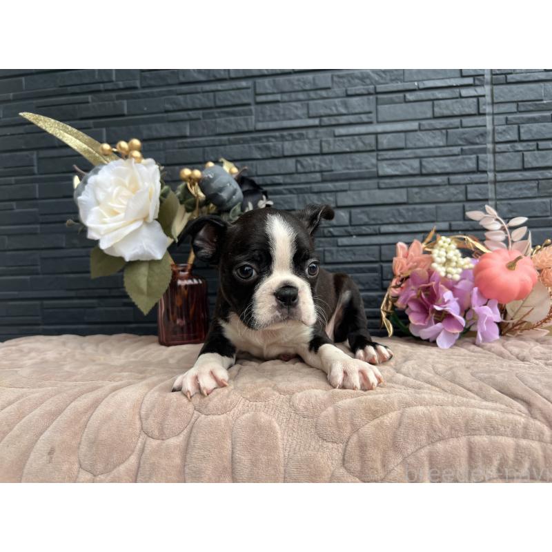 成約済の静岡県のボストンテリア-409217の16枚目