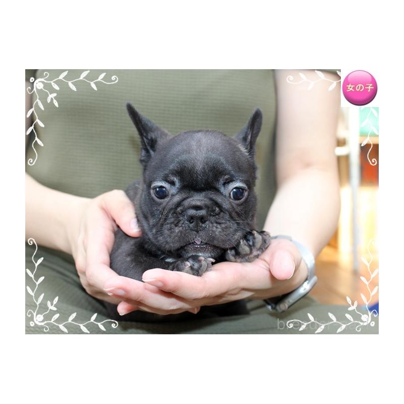成約済の神奈川県のフレンチブルドッグ-408934の3枚目