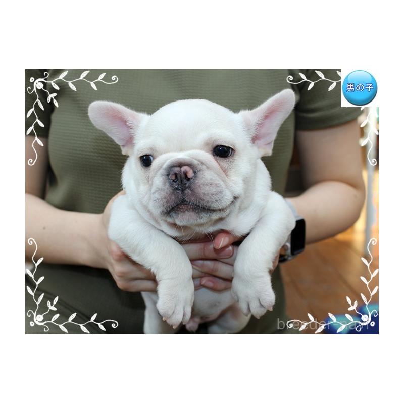 成約済の神奈川県のフレンチブルドッグ-408933の3枚目