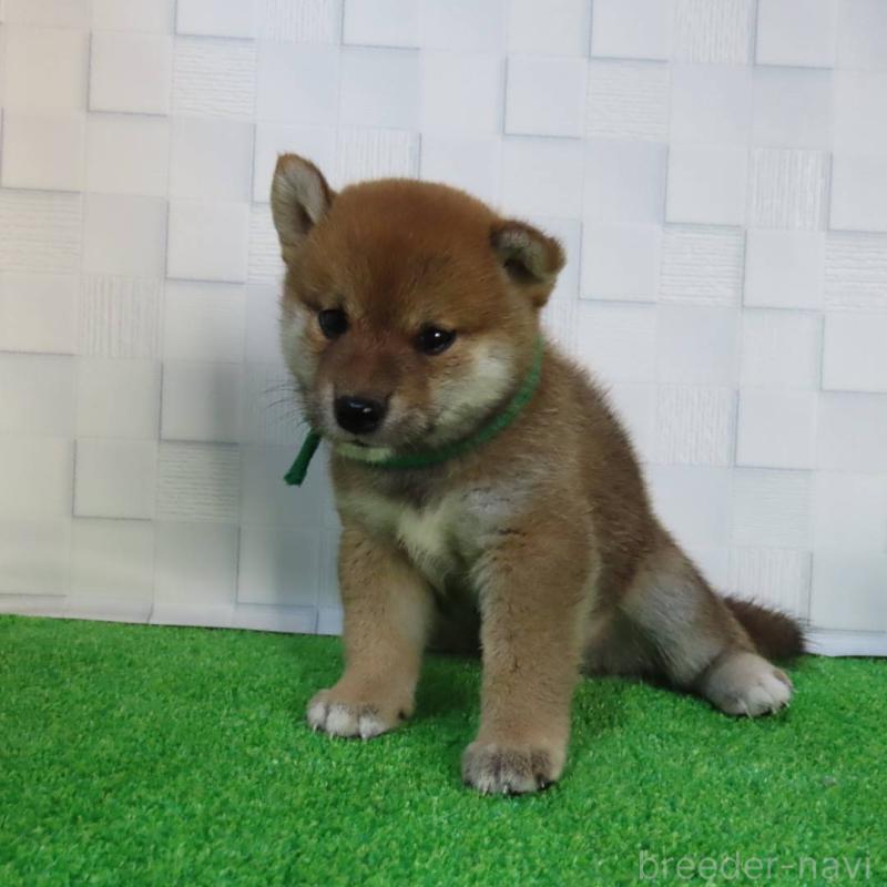 販売中の大阪府の柴犬-413147の6枚目
