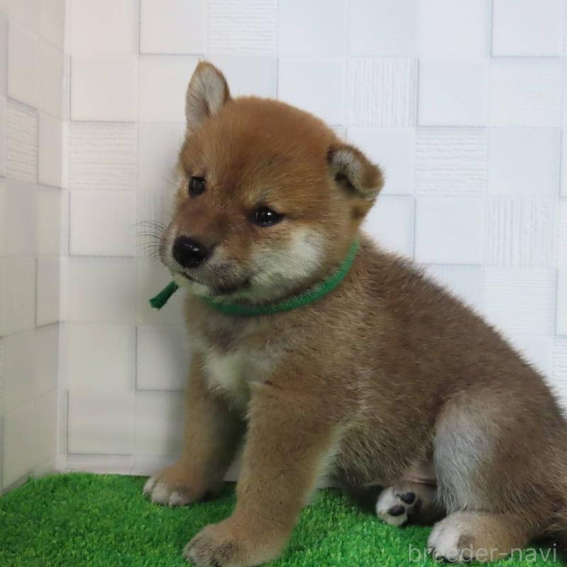 販売中の大阪府の柴犬-413147の5枚目