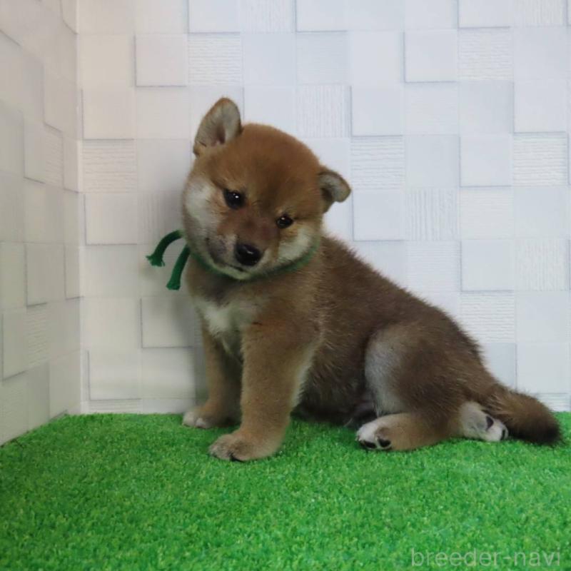 販売中の大阪府の柴犬-413147の4枚目