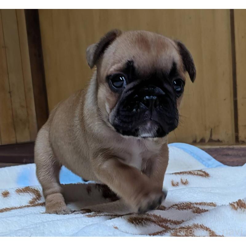 成約済の愛媛県のフレンチブルドッグ-412149の8枚目