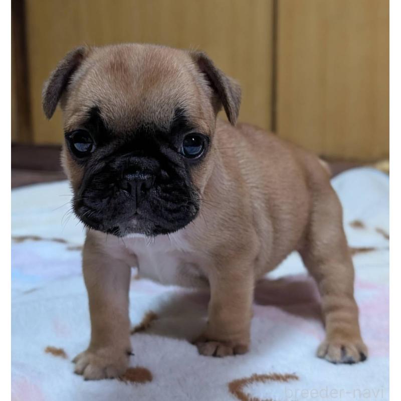 成約済の愛媛県のフレンチブルドッグ-412149の6枚目