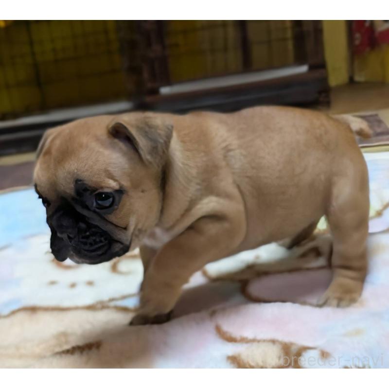 成約済の愛媛県のフレンチブルドッグ-412149の7枚目