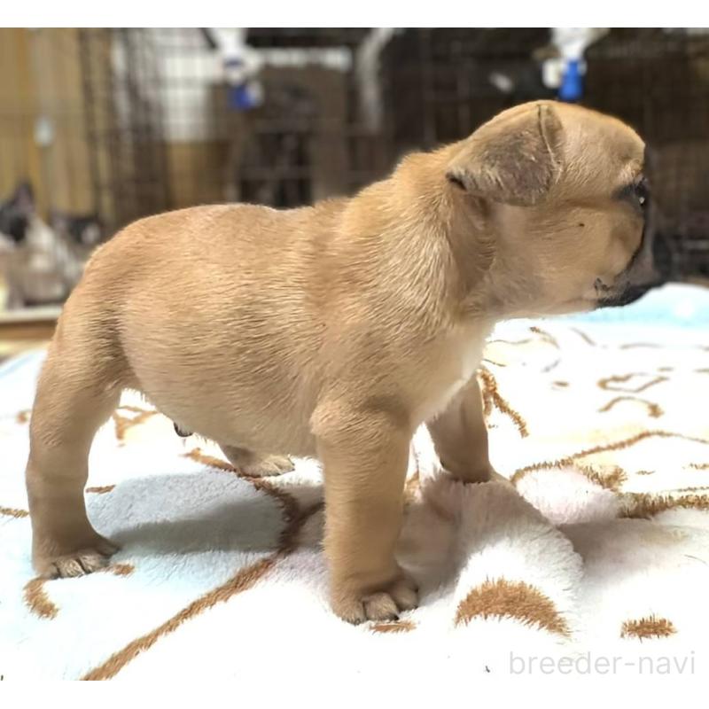 成約済の愛媛県のフレンチブルドッグ-412149の5枚目