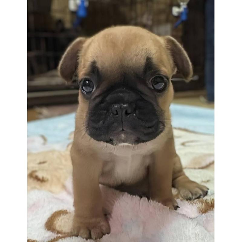 成約済の愛媛県のフレンチブルドッグ-412149の4枚目