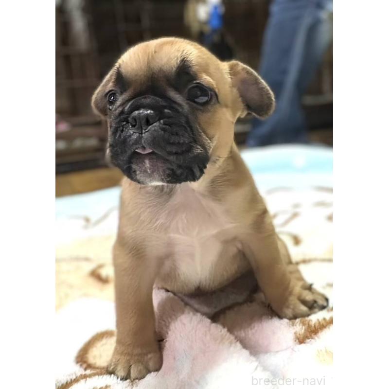 成約済の愛媛県のフレンチブルドッグ-412149の3枚目