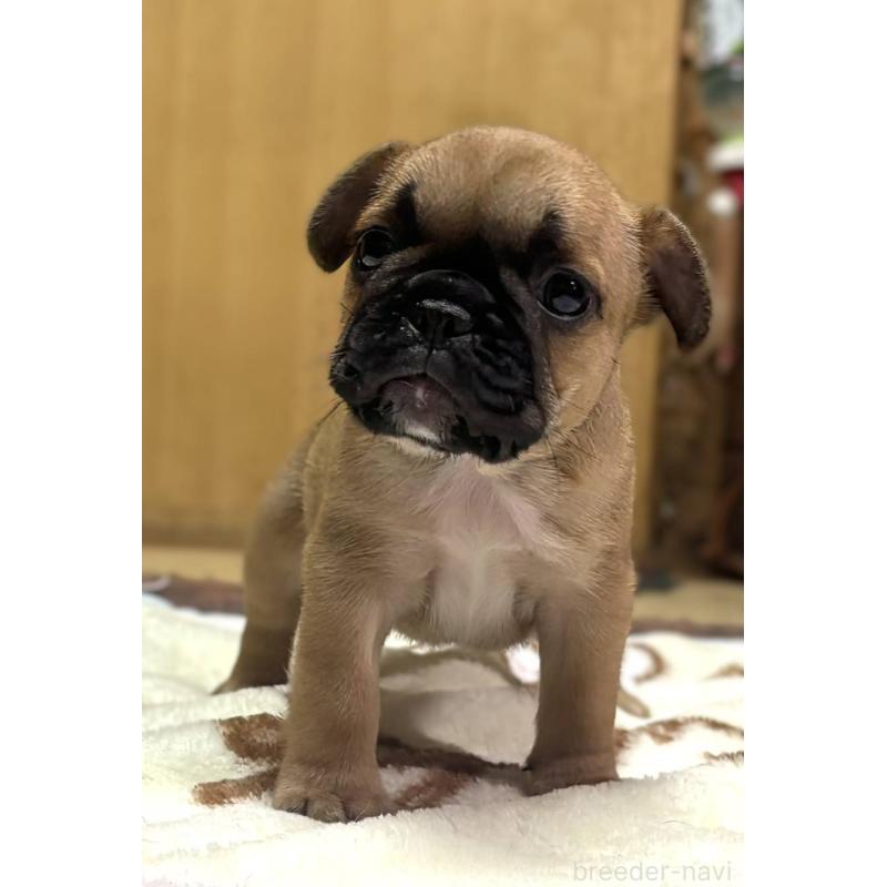 成約済の愛媛県のフレンチブルドッグ-412149の2枚目