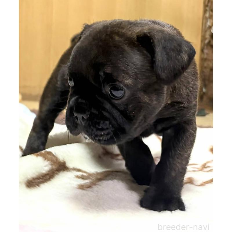 成約済の愛媛県のフレンチブルドッグ-412153の39枚目